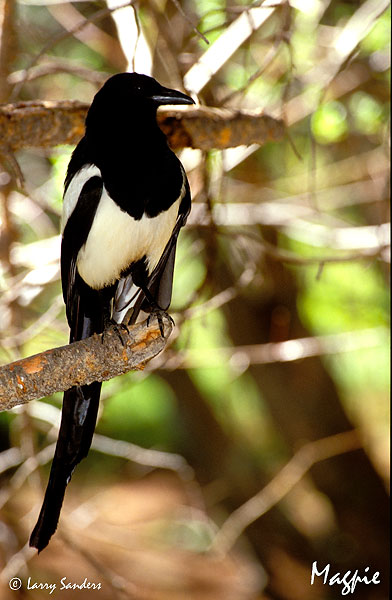 Magpie.jpg