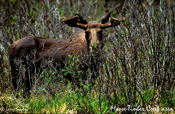 Moose-Timber-Creek-area.jpg