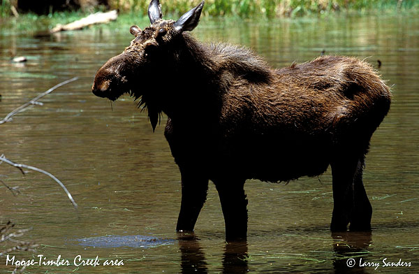 Moose-Timber-Creek.jpg