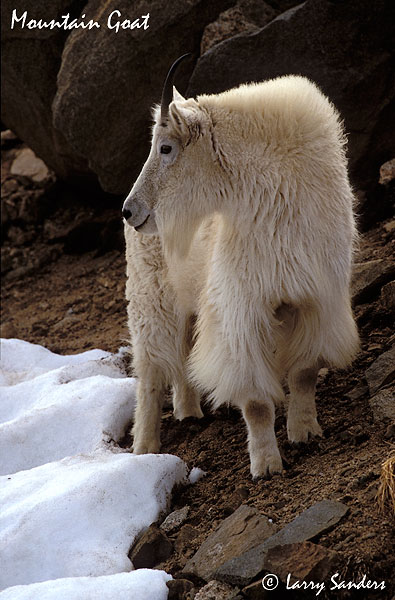Mountain-Goat---Mt.-Evans.jpg