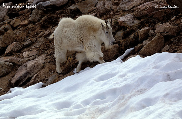 Mountain-Goat-Mt.-Evans-2.jpg