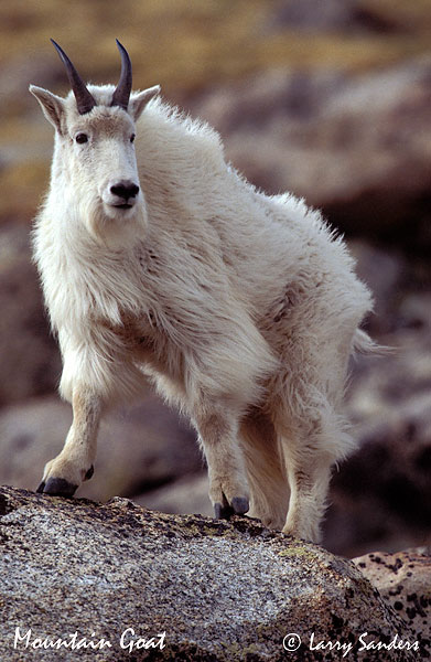 Mountain-Goat-Mt.-Evans-3.jpg