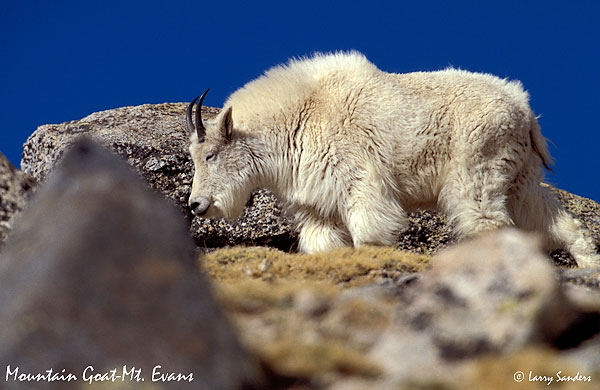 Mountain-Goat-Mt.-Evans-4.jpg