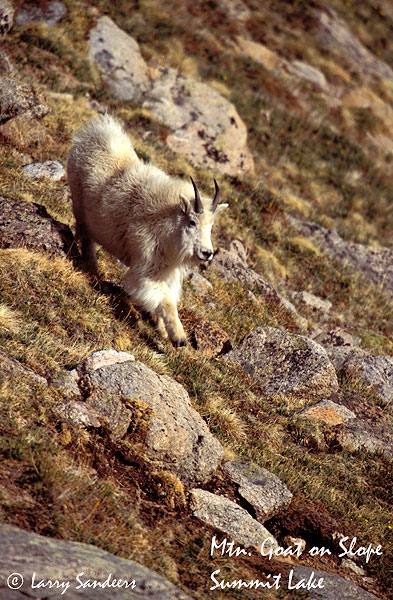 Mountain-Goat-Summit-Lake-s.jpg