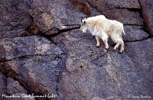 Mountain-Goat-Summit-Lake.jpg