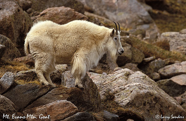 Mt.-Evans-Mtn-Goat.jpg