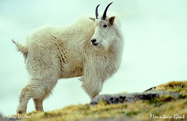 Mtn.-Goat-E100SW.jpg