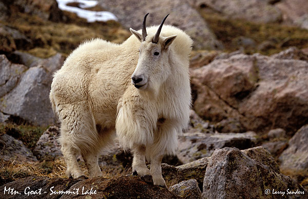 Mtn.-Goat-E100VS.jpg