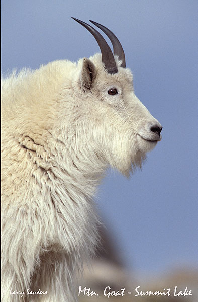 Mtn.-Goat-Portrait-E100VS.jpg