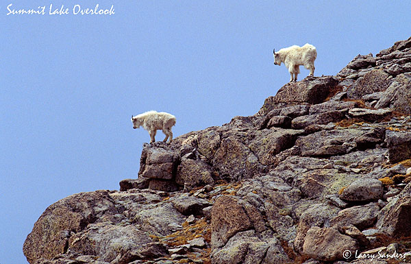 Mtn.-Goats-on-Ridge.jpg