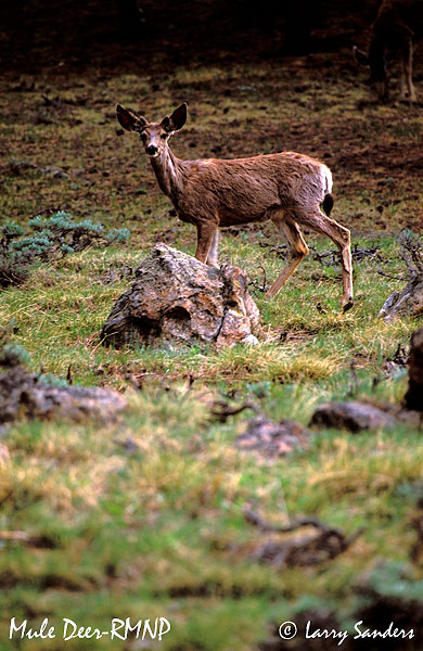 Mule-Deer-RMNP.jpg