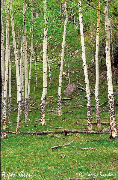 RMNP-Aspen-Grove.jpg