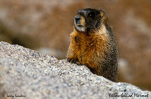 Yelllow-Bellied Marmot 3.jpg