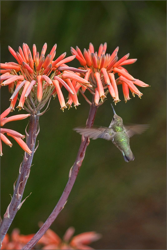 Hummingbird