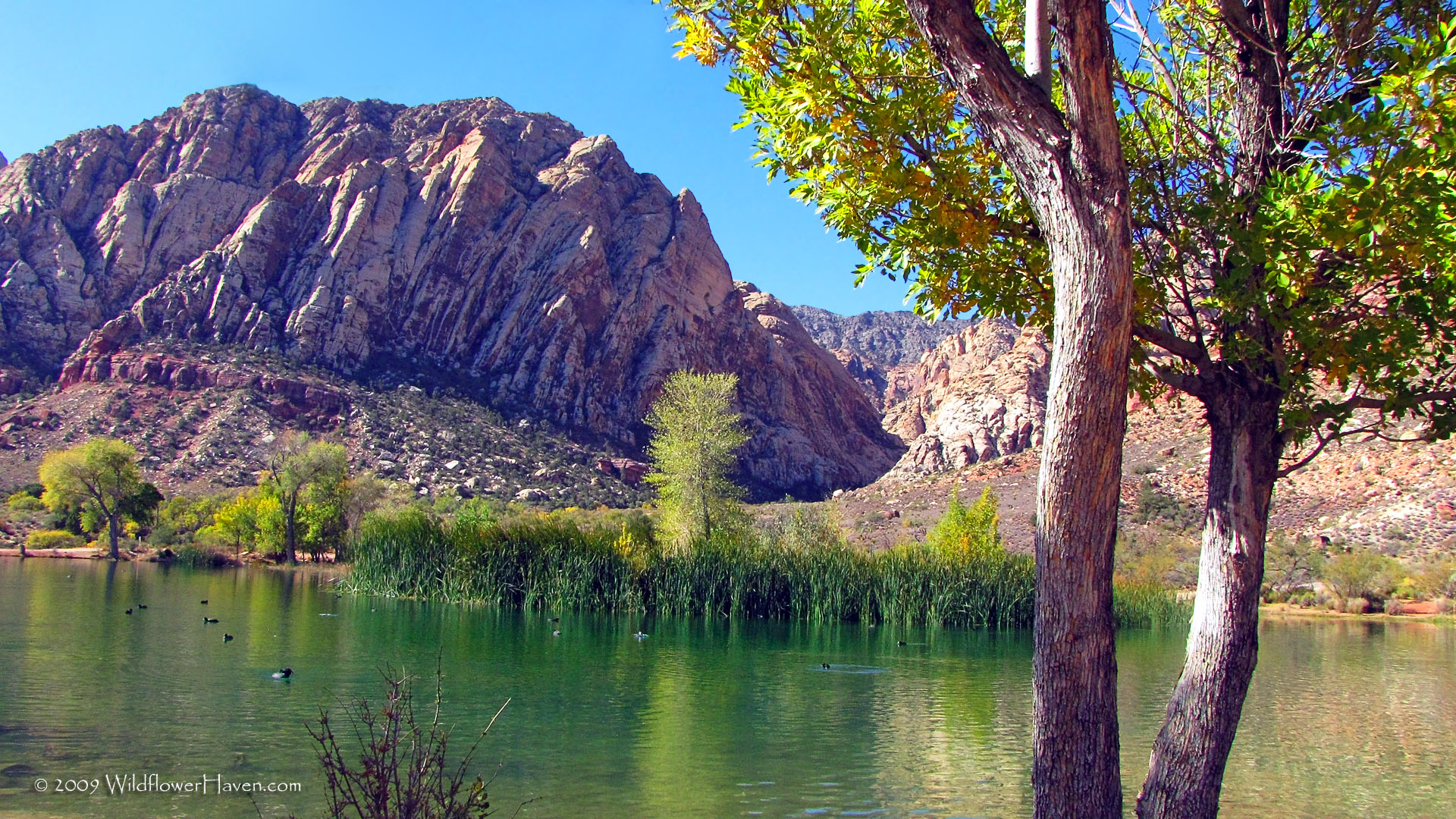 Spring Mountain Ranch State Park - Fall in Pond