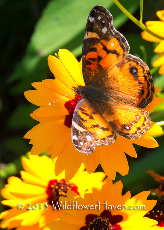 Butterfly on Coreopsis