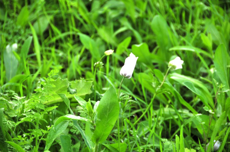 Flowers near Meggido