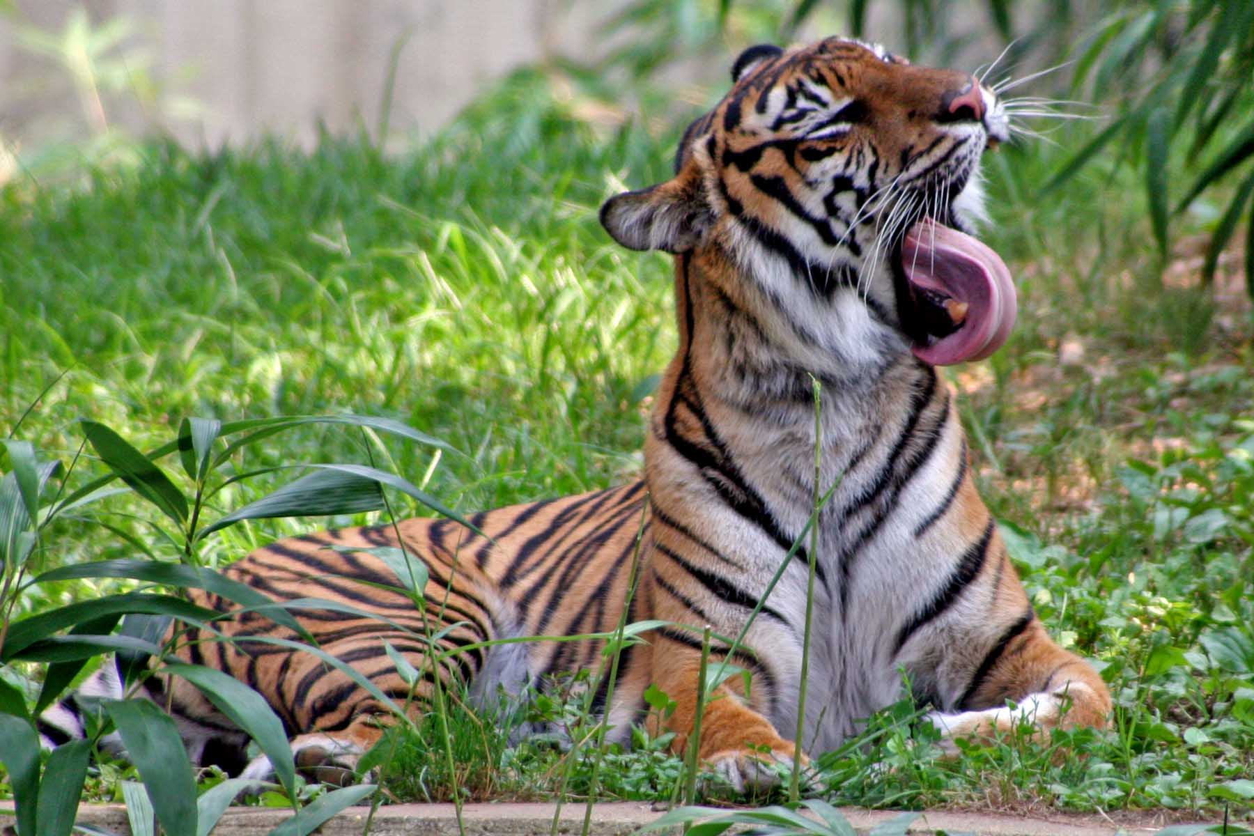 dc zoo tiger.jpg