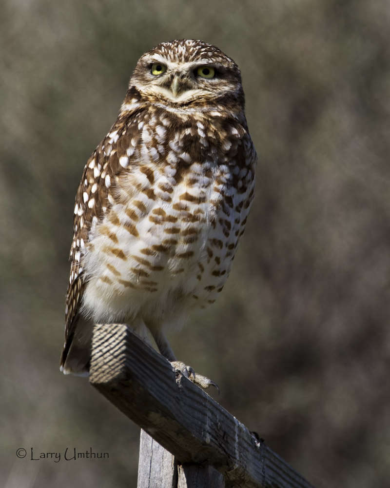 Burrowing Owl