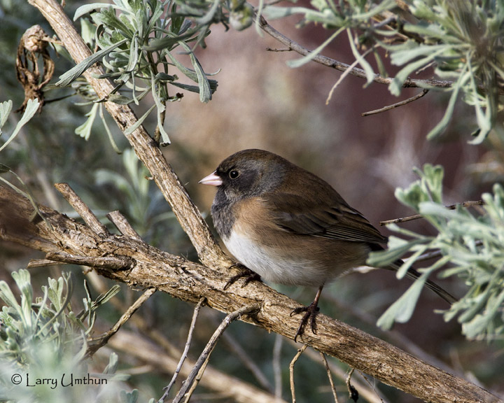 Oregon Junco