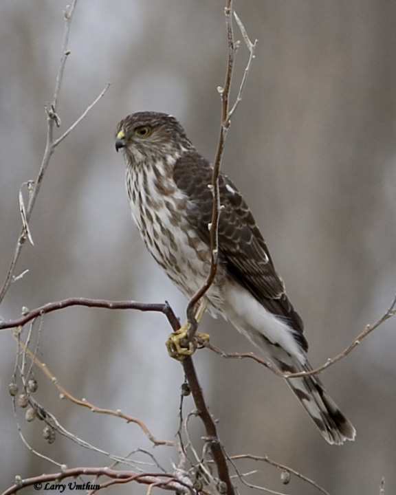 Sharp-shinned Hawk