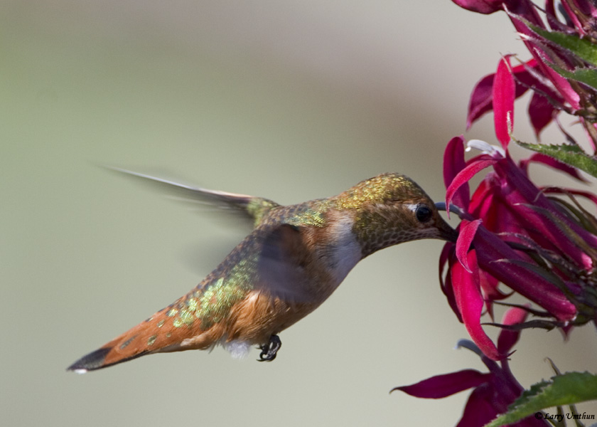 Rufous Hummingbird