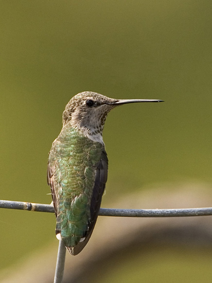 Annas Hummingbird