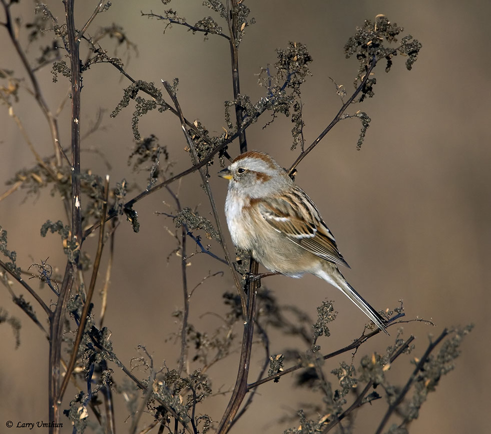 American Tree Sparrow