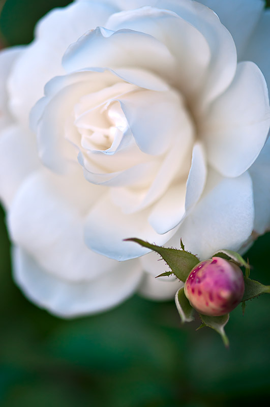 White Rose Of Athens
