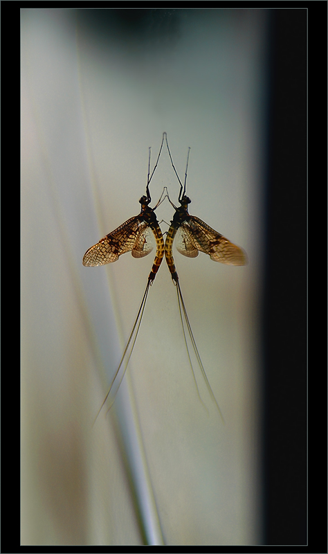 A Reflection