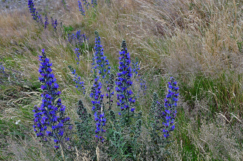 Wild Lupins