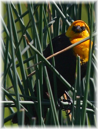 Yellow Head