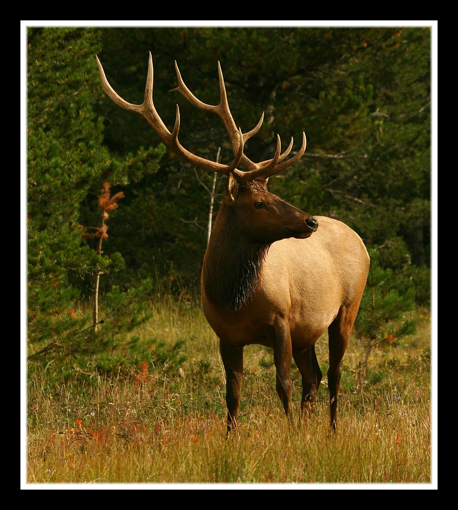 Elk Rocky Mt NP