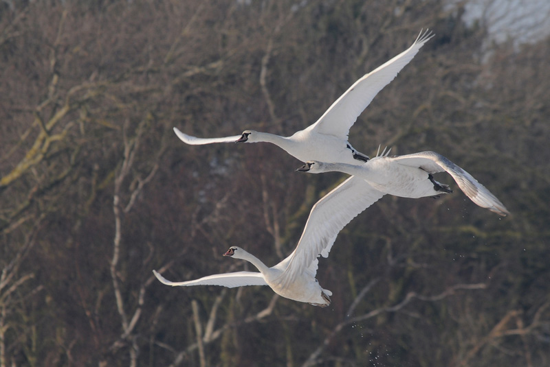  Knobbelzwaan - Mute Swan - Cygnus