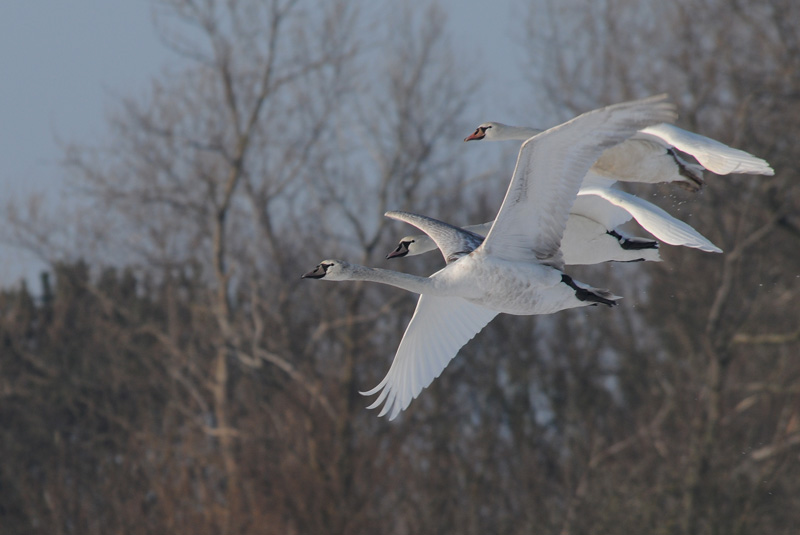 Knobbelzwaan - Mute Swan - Cygnus