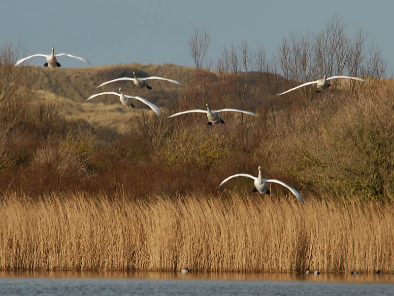  Wilde Zwaan - Whooper  Swan - Cygnus cygnus.jpg