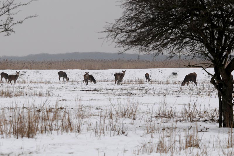 Red Deer - Edelhert