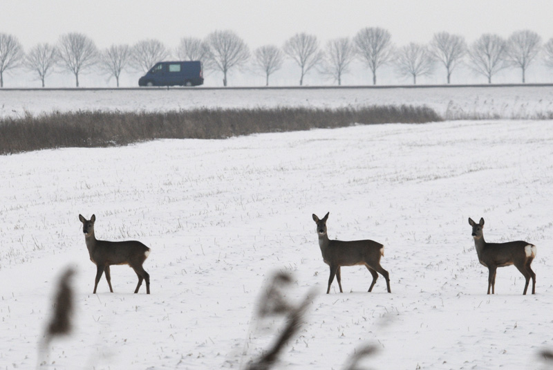 Roe Deer - Reen