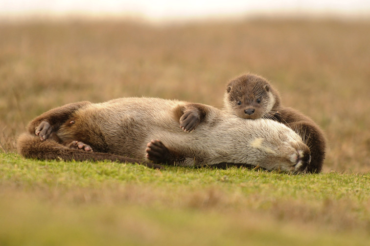 otter and cub