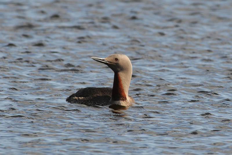 Diver  Gavia stellata .