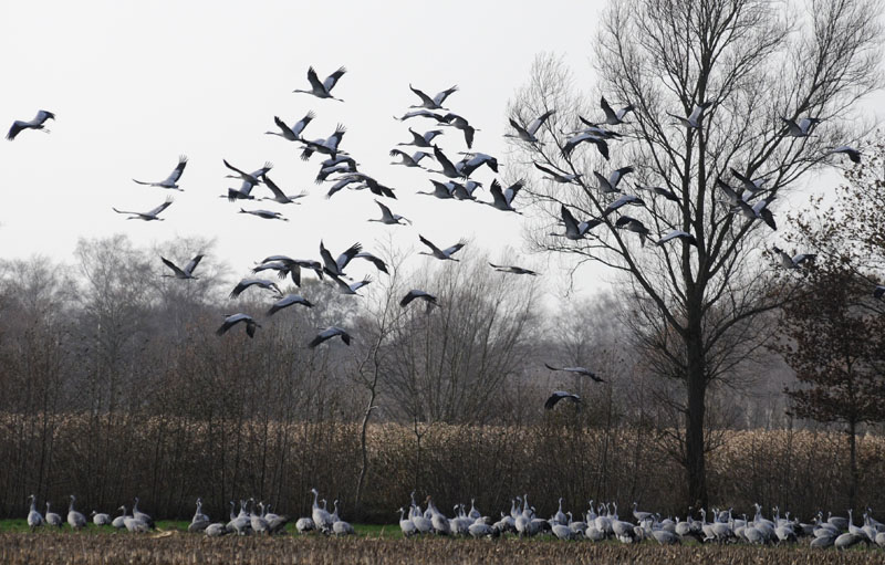Crane - Grus grus - Kraanvogel