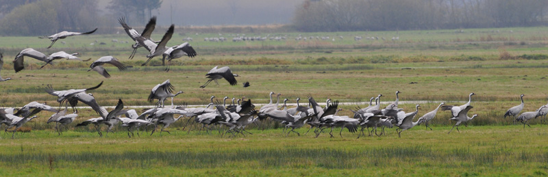 Crane - Grus grus - Kraanvogel