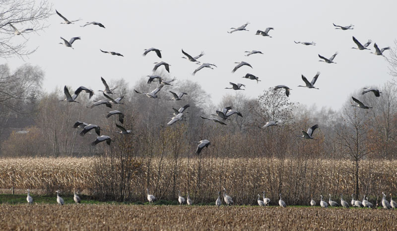 Crane - Grus grus - Kraanvogel
