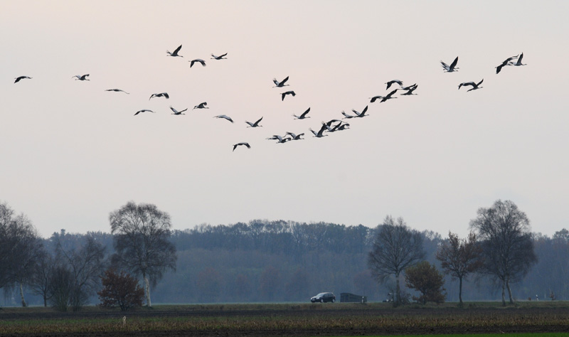 Crane - Grus grus - Kraanvogel