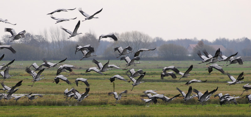 Crane - Grus grus - Kraanvogel