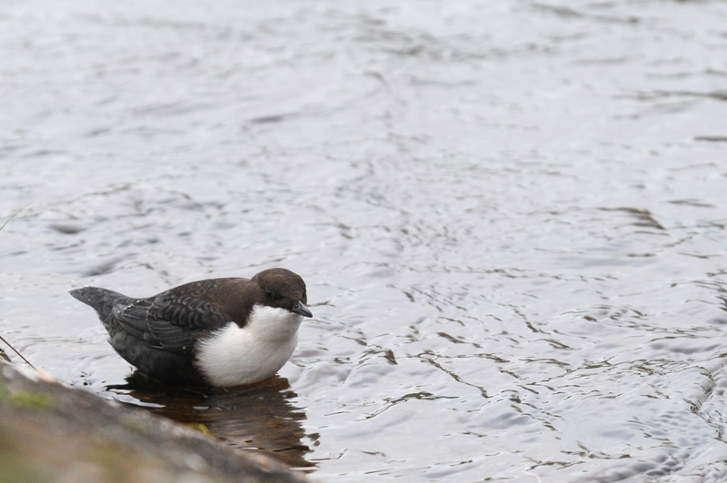 Dipper - Cinclus cinclus - Waterspreeuw