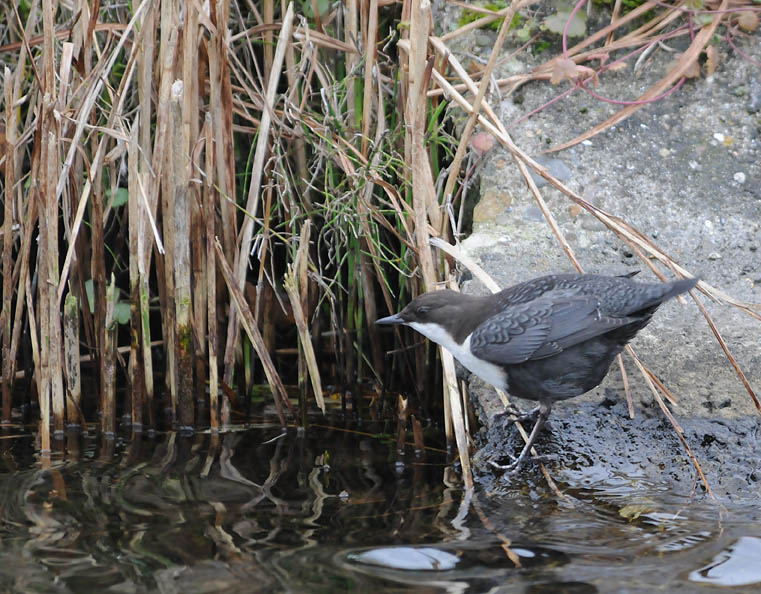 Dipper - Cinclus cinclus - Waterspreeuw