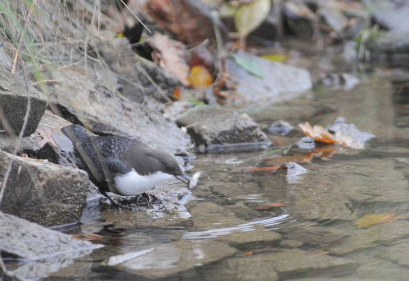 Dipper - Cinclus cinclus - Waterspreeuw