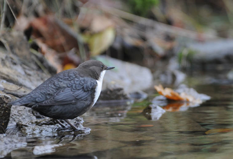 Dipper - Cinclus cinclus - Waterspreeuw