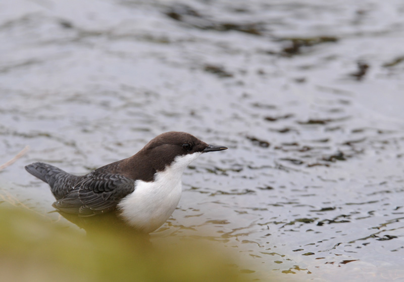 Dipper - Cinclus cinclus - Waterspreeuw